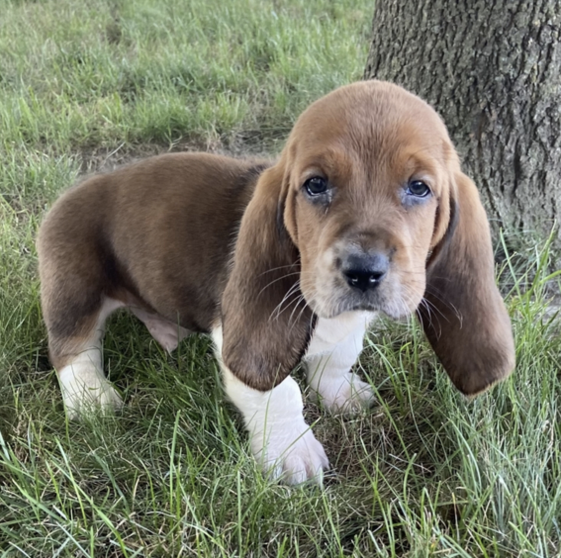 comprar cachorros sanos, baratos y asequibles para la venta